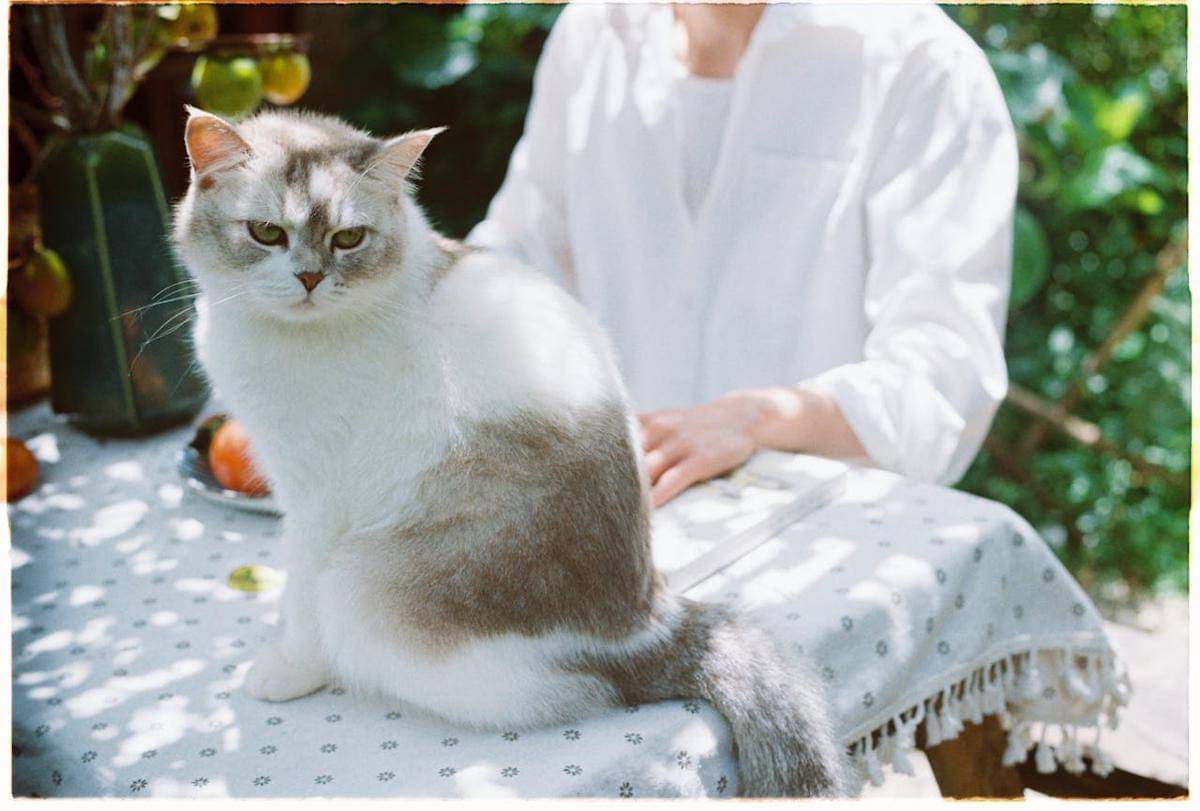 kucing di meja