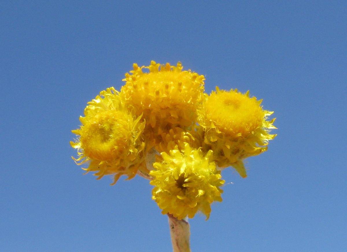 Desert flame
