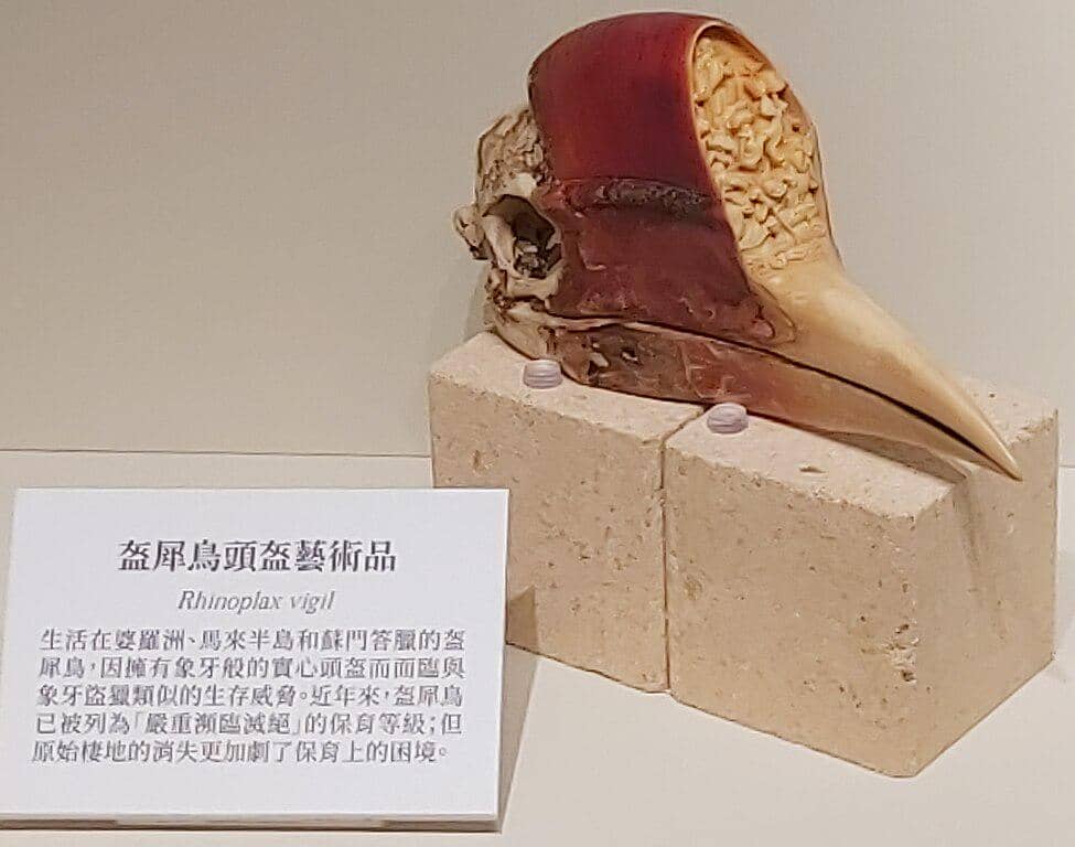 Karya seni yang terbuat dari kepala rangkong gading dari Museum Nasional Ilmu Pengetahuan Alam