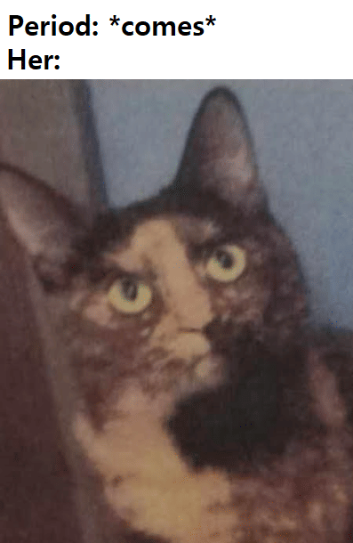 meme kucing lagi marah