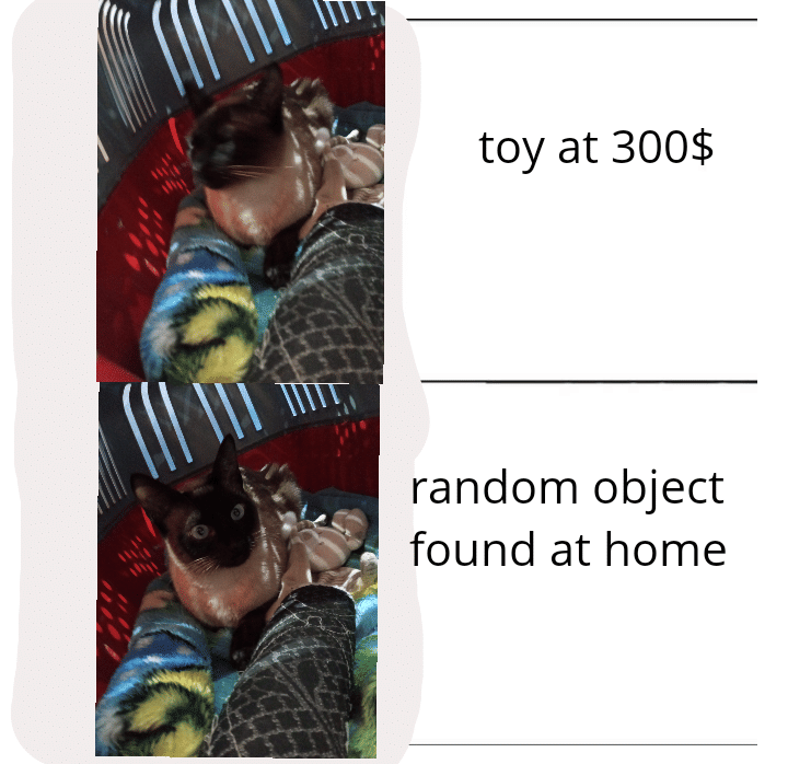 meme kucing tentang mainan