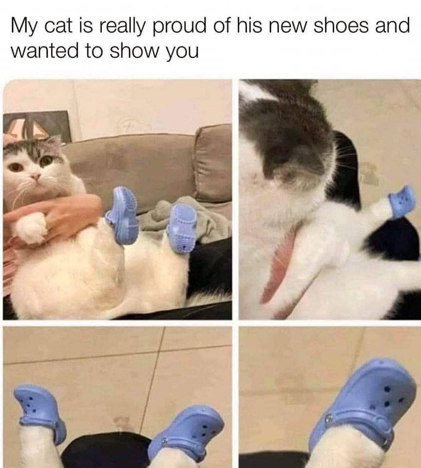 meme kucing dan alas kaki