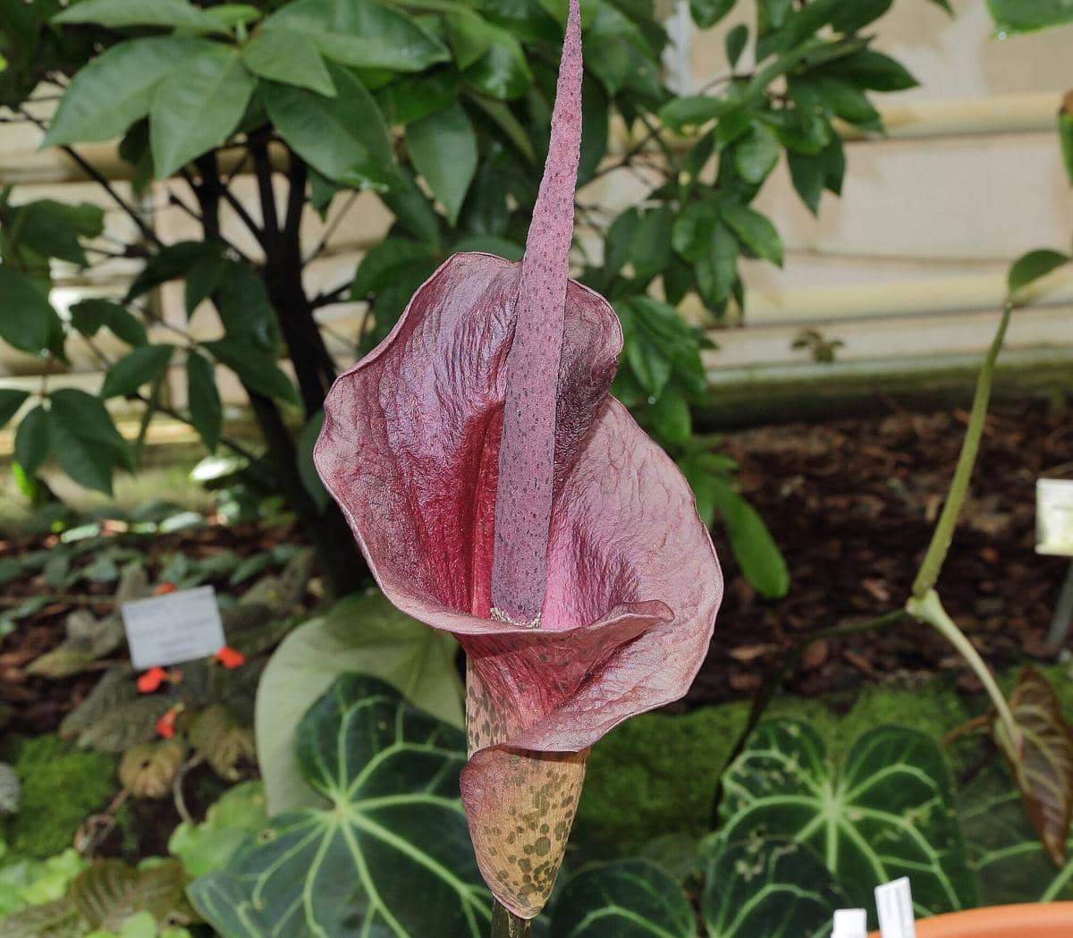 Kenali Voodoo Lily, Tanaman Berbau Busuk yang Umbinya Dijadikan Tepung dan Pati