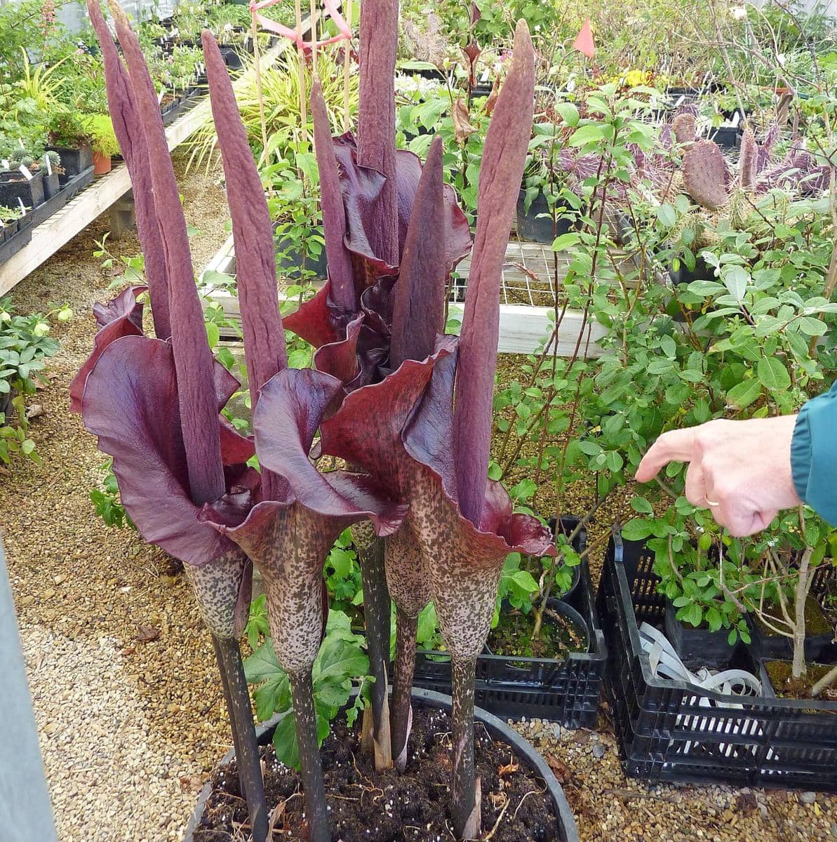 Voodoo lily