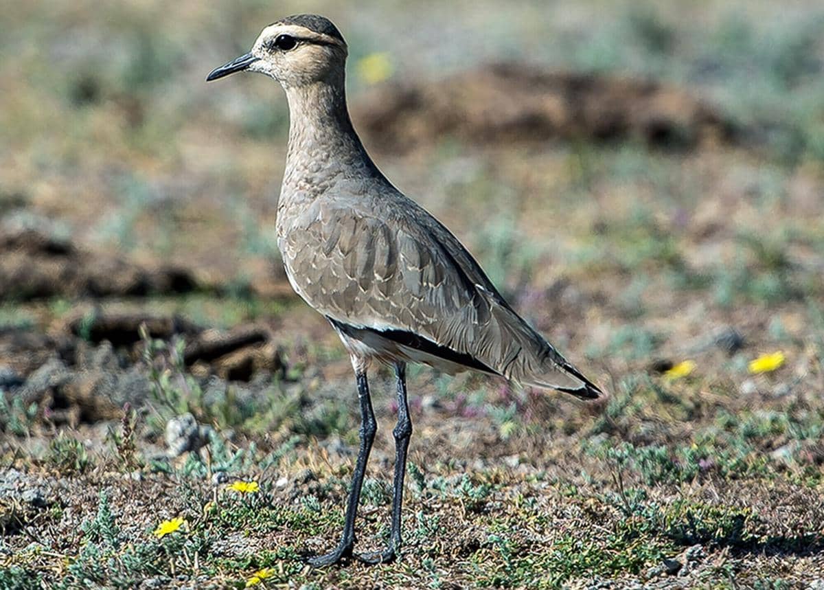 Sociable lapwing