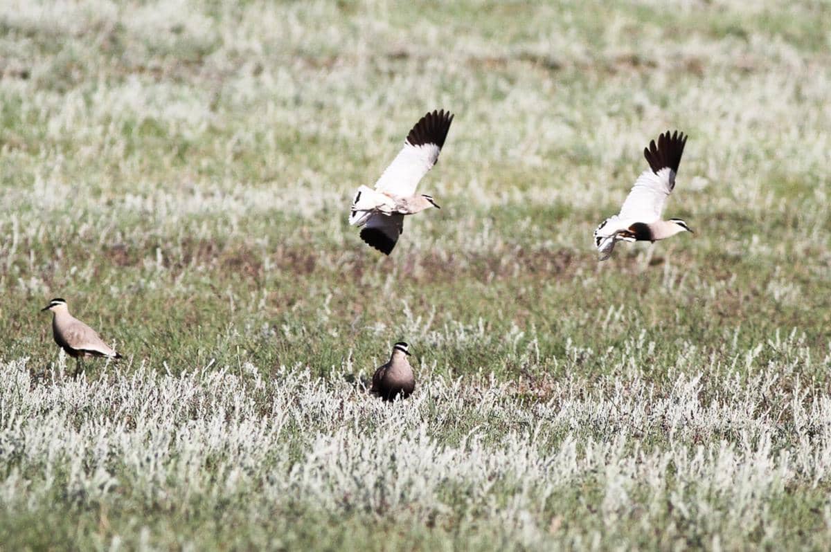 Sociable lapwing