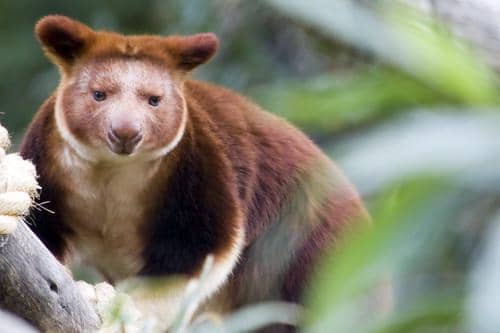 Ilustrasi kanguru pohon wondiwoi yang dianggap sebagai maskot kehidupan Papua