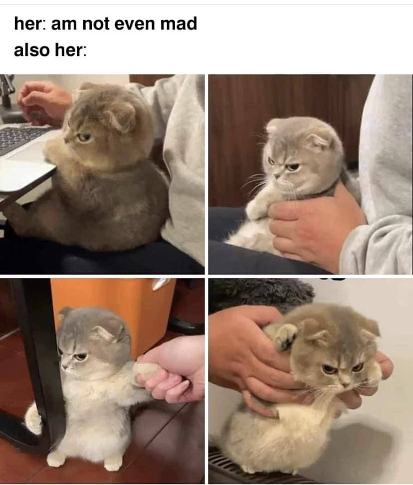 meme kucing lagi marah