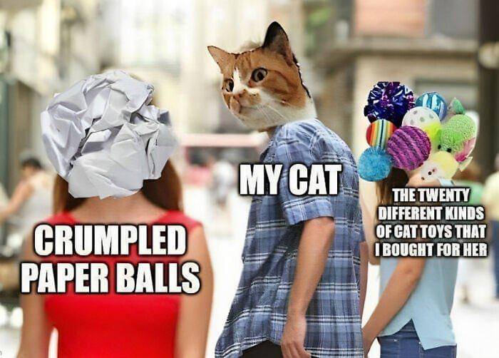 meme kucing tentang mainan