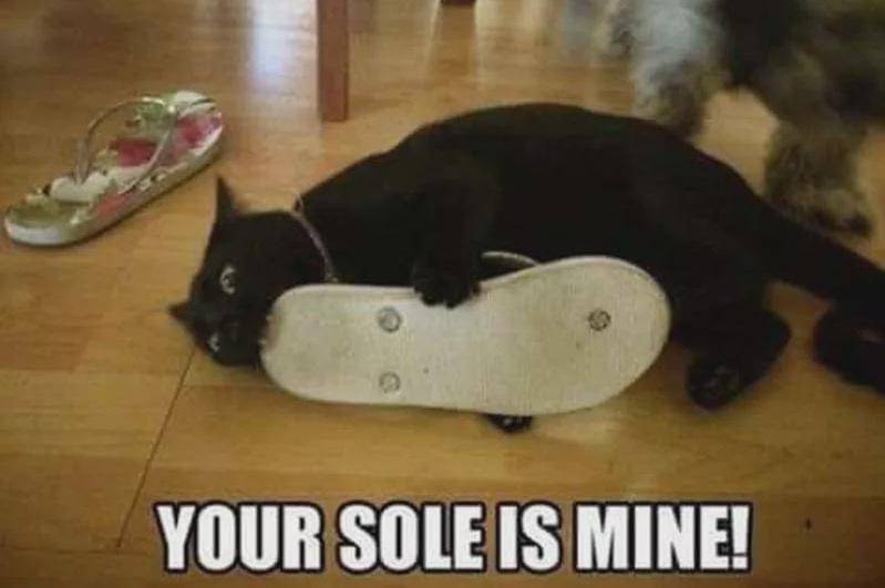 meme kucing dan alas kaki