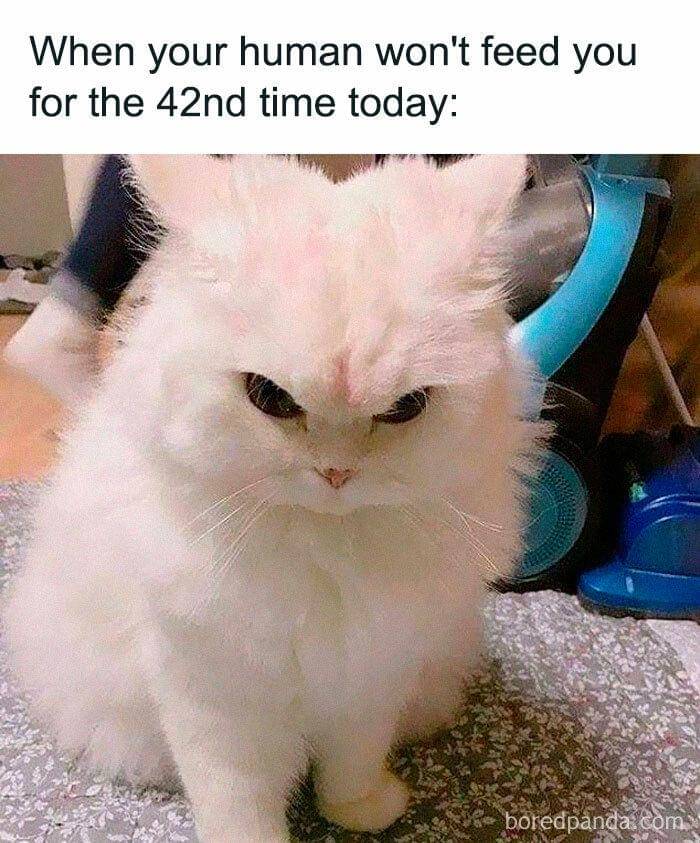 meme kucing lagi marah