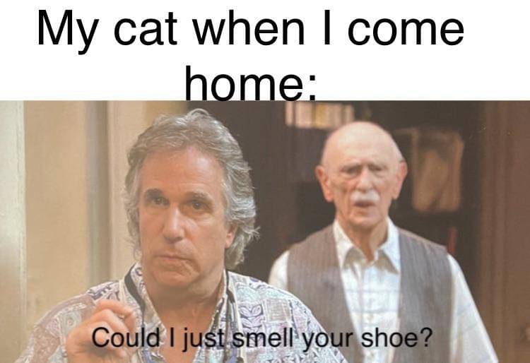 meme kucing dan alas kaki