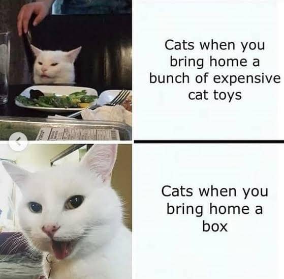 meme kucing tentang mainan