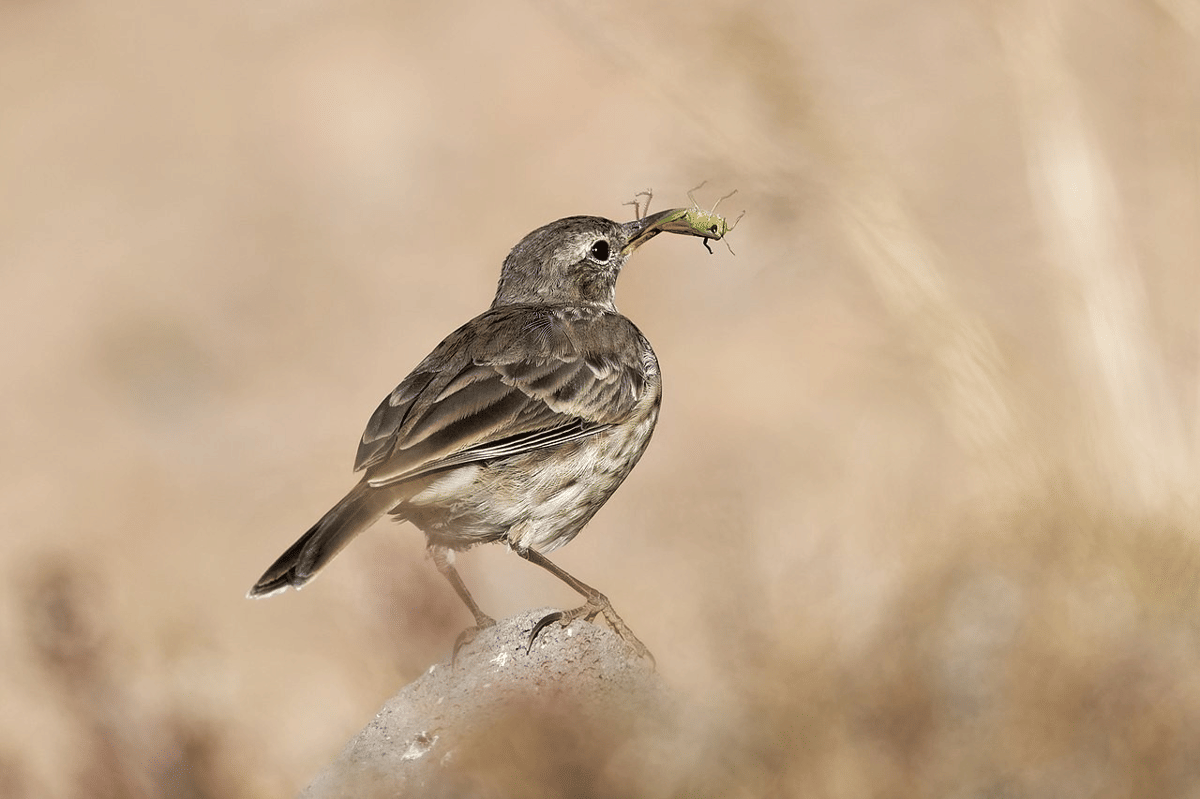 pipit air