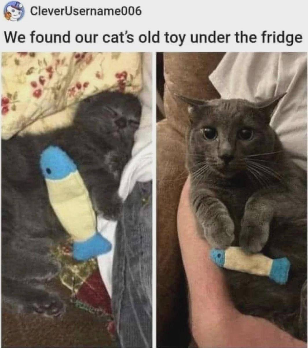 meme kucing tentang mainan