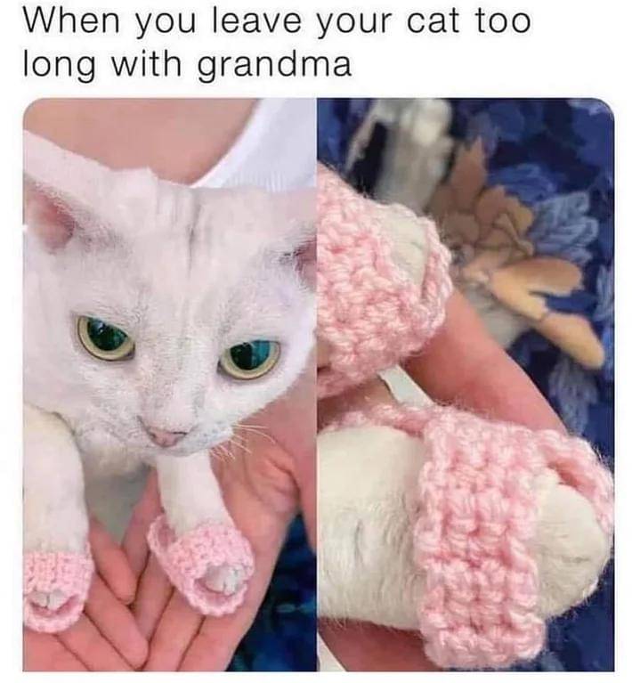 meme kucing dan alas kaki
