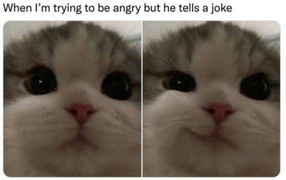meme kucing lagi marah