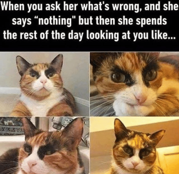 meme kucing lagi marah
