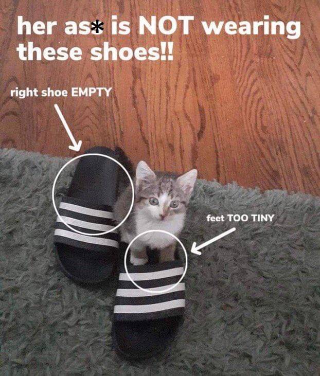 meme kucing dan alas kaki