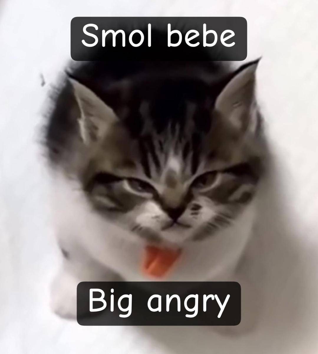 meme kucing lagi marah
