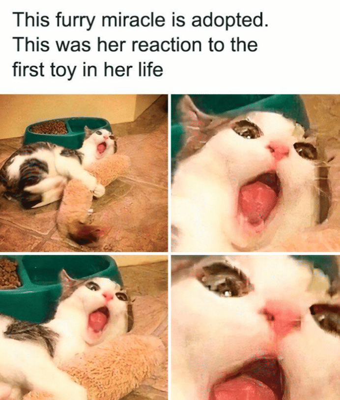 meme kucing tentang mainan