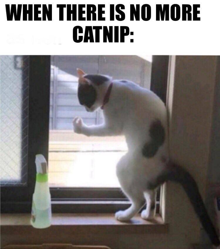 meme kucing lagi marah