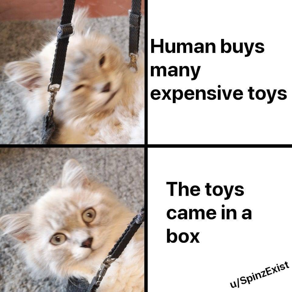 meme kucing tentang mainan