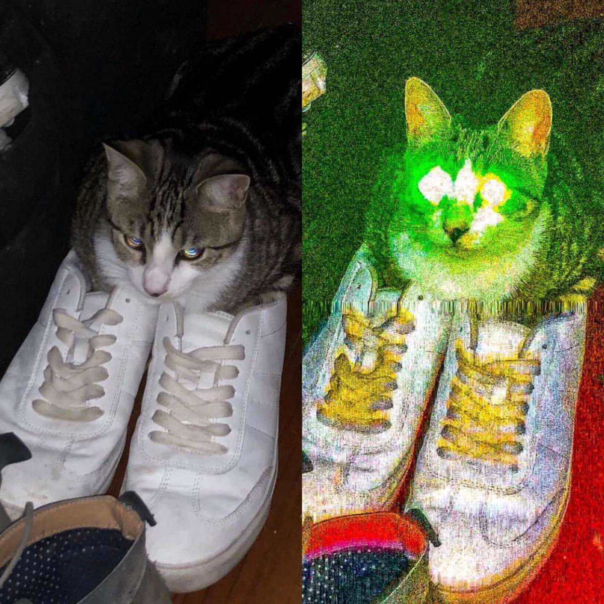 meme kucing dan alas kaki