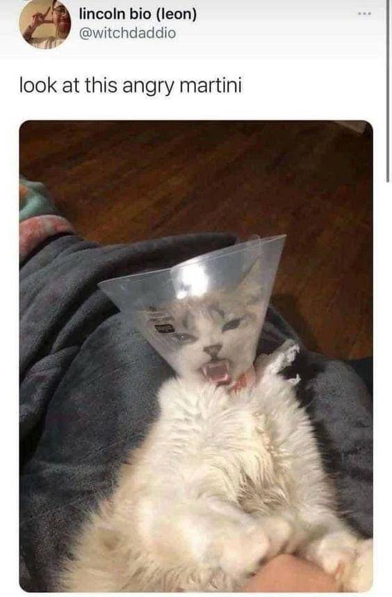 meme kucing lagi marah