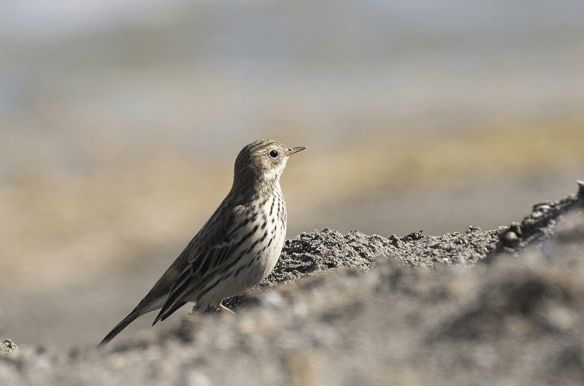 pipit air