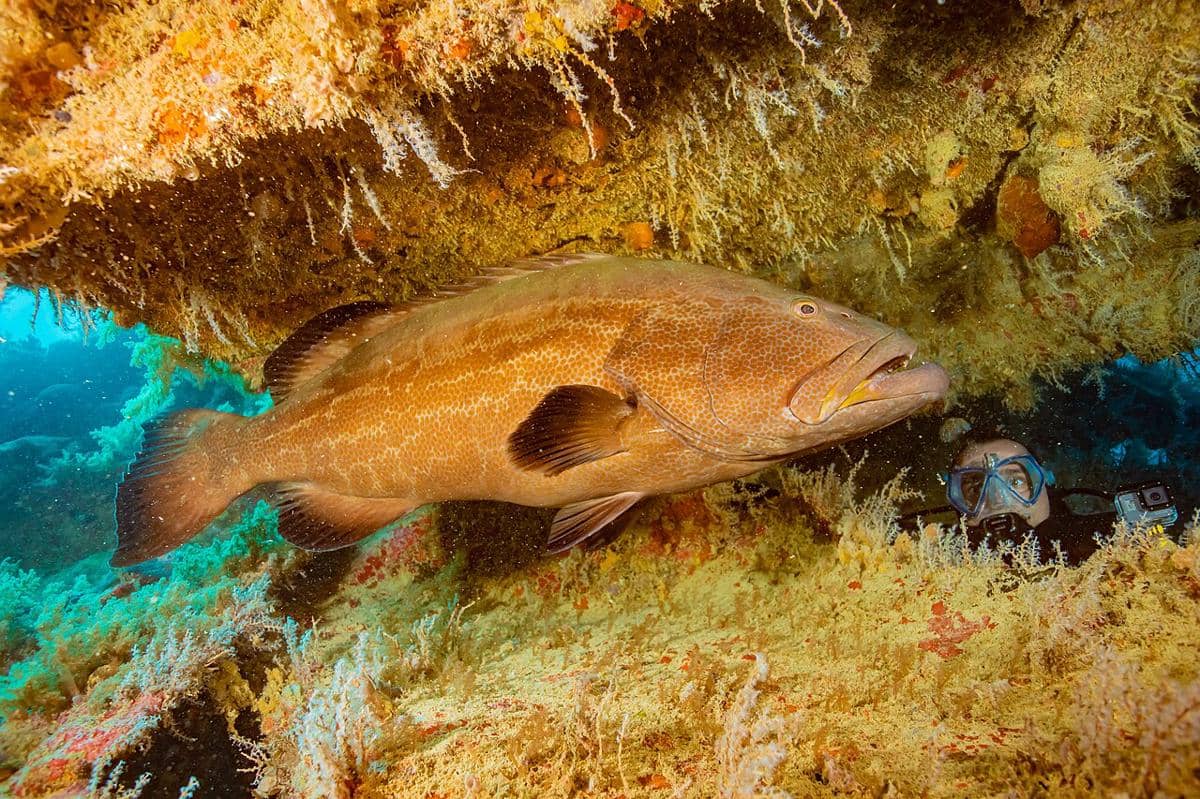 5 Spesies Ikan Kerapu Terbesar, Predator Lautan Pesaing Hiu