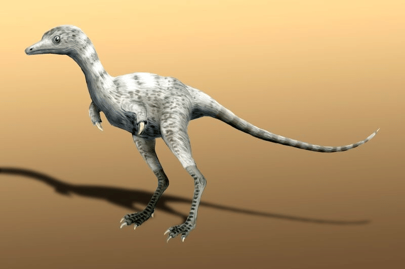 Ceratonykus oculatus