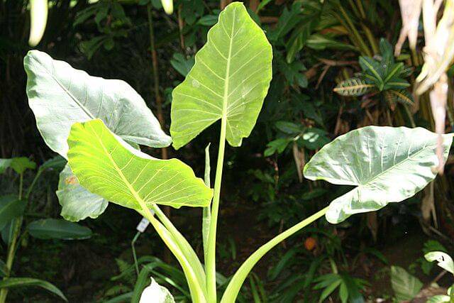 potret alocasia macrorrhizos