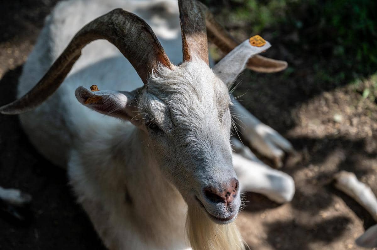 Kambing Saanen