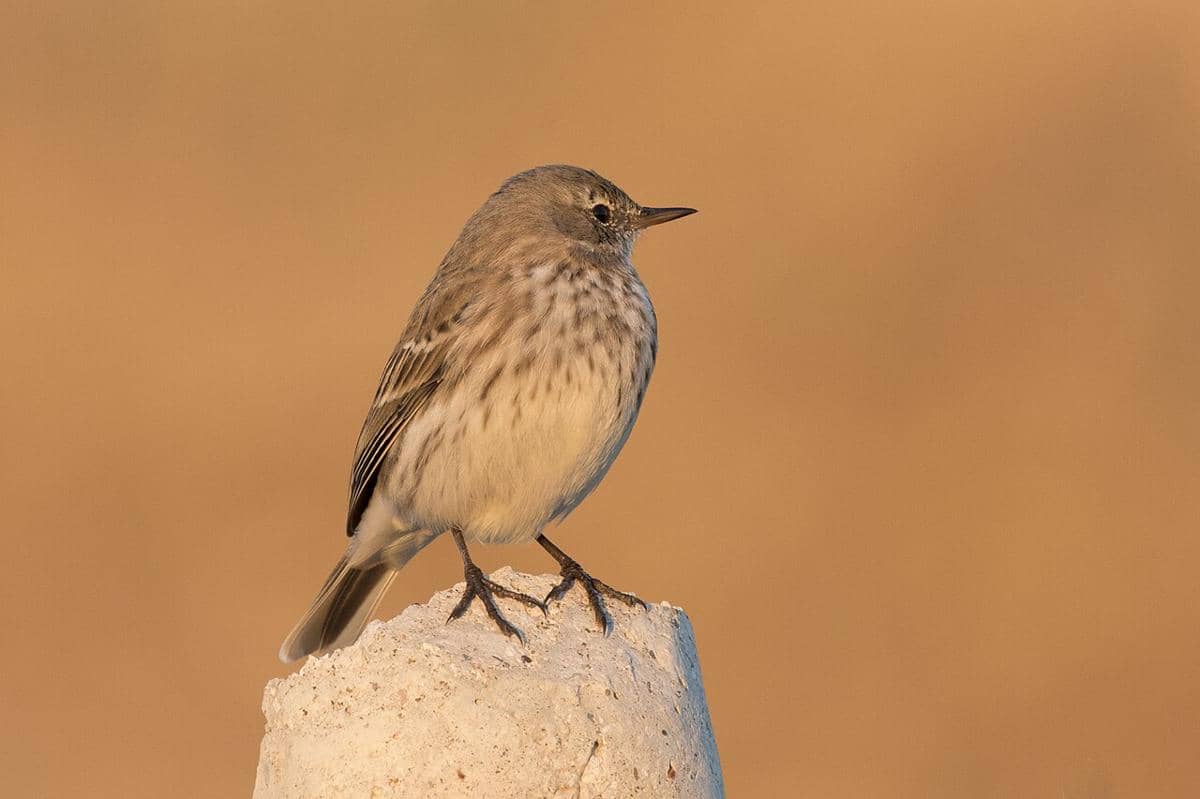 pipit air