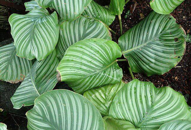 potret calathea orbifolia