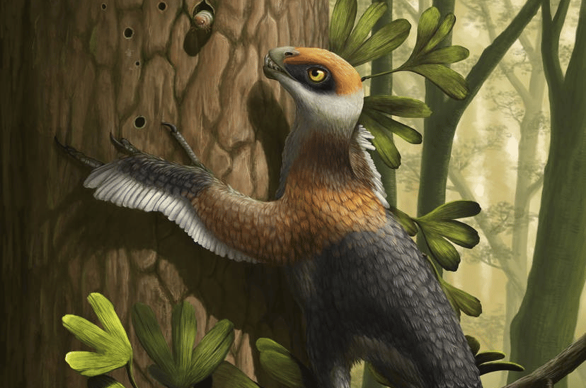 Epidexipteryx hui