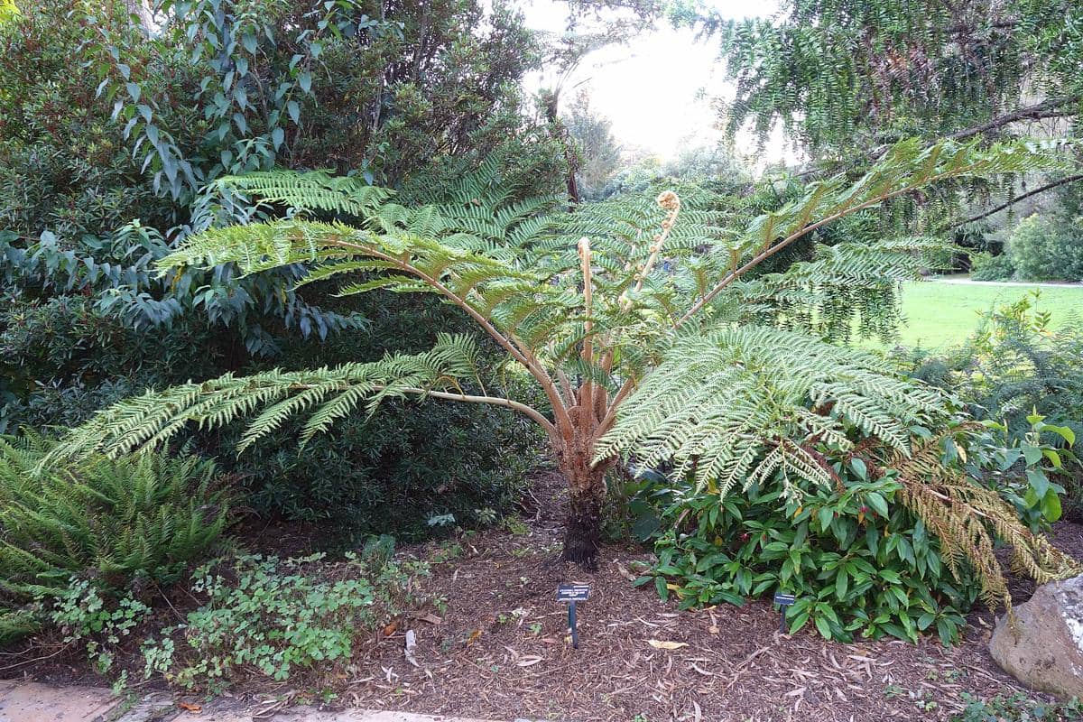 Sphaeropteris excelsa