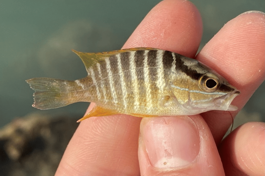 caji