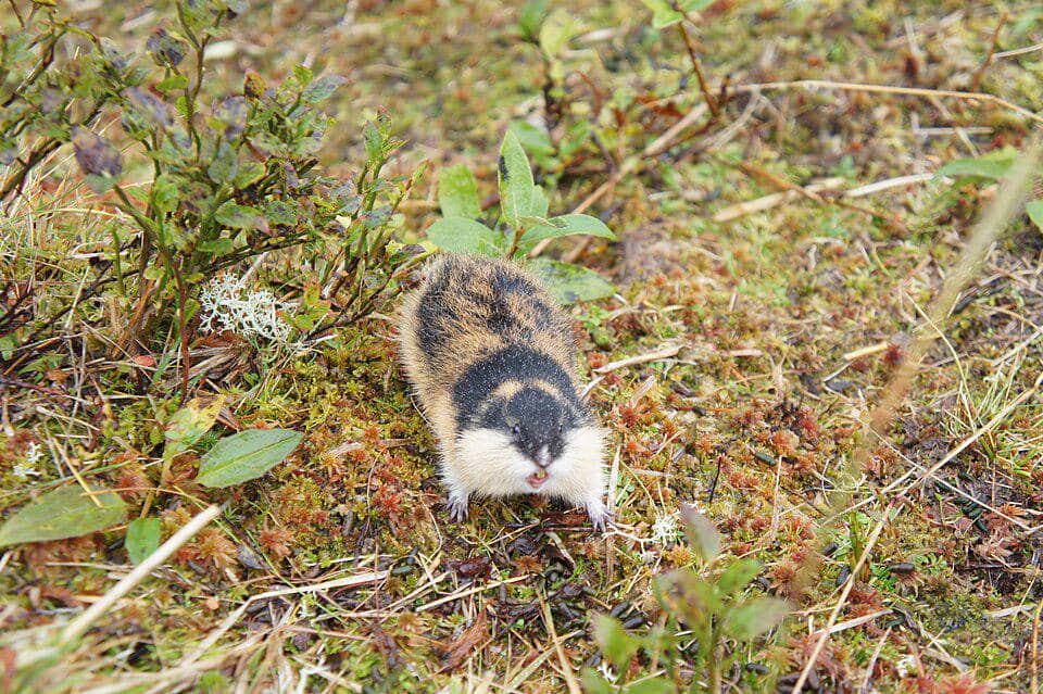 ilustrasi lemming Norwegia