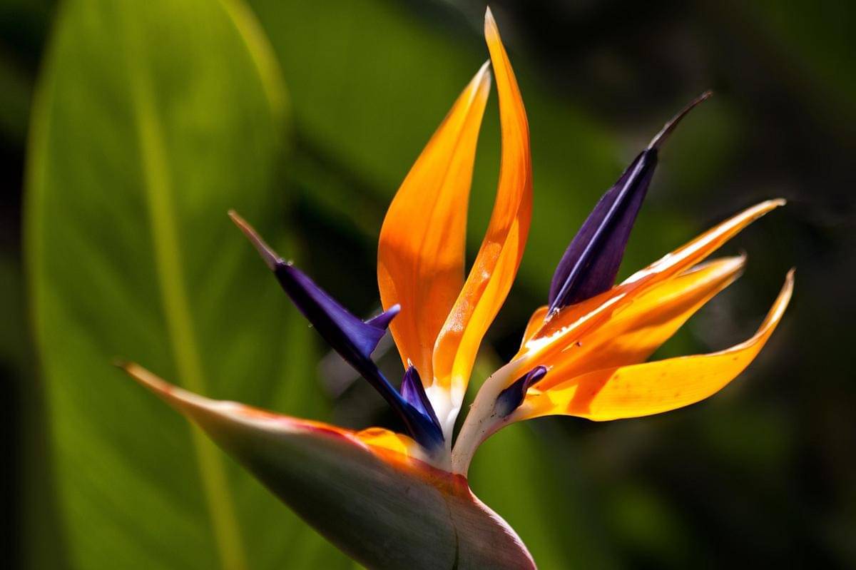 ilustrasi bird of paradise