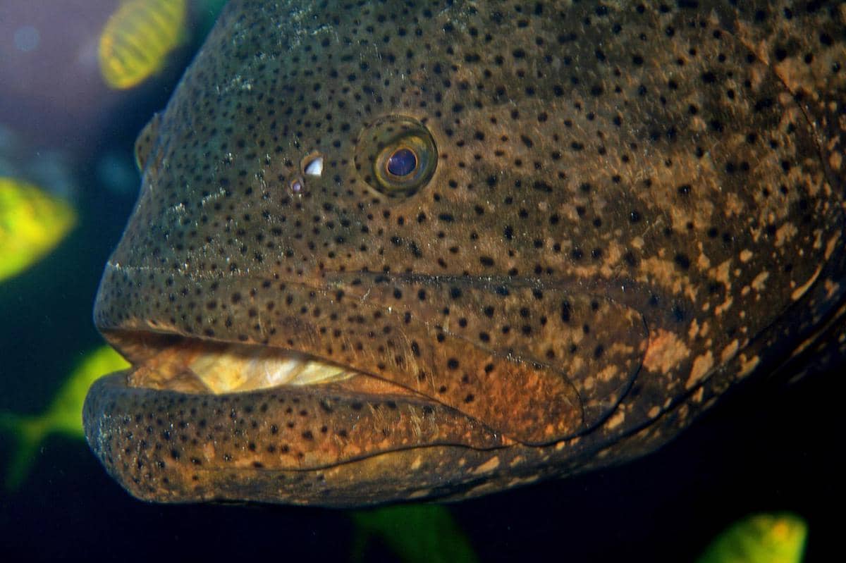 kerapu atlantik