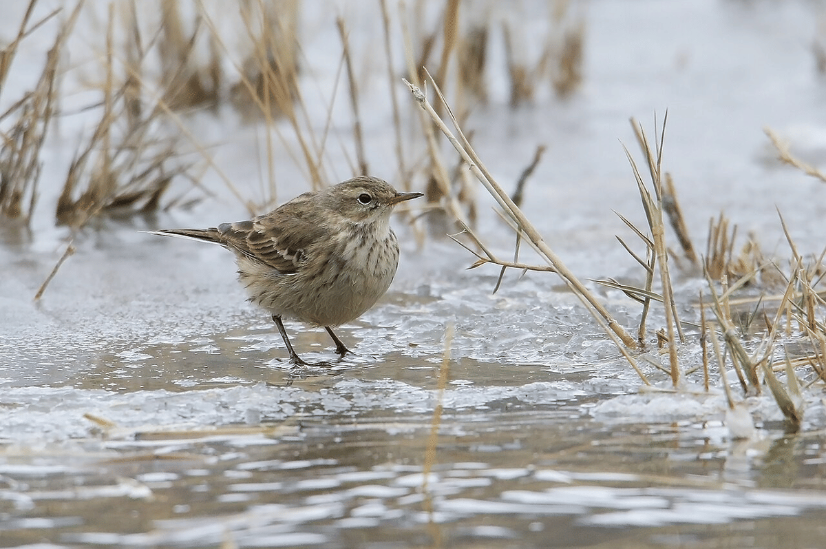 pipit air