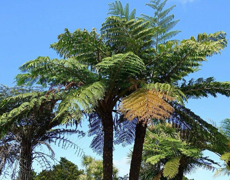 4 Fakta Unik Sphaeropteris Excelsa, Pakis Pohon Tertinggi di Dunia