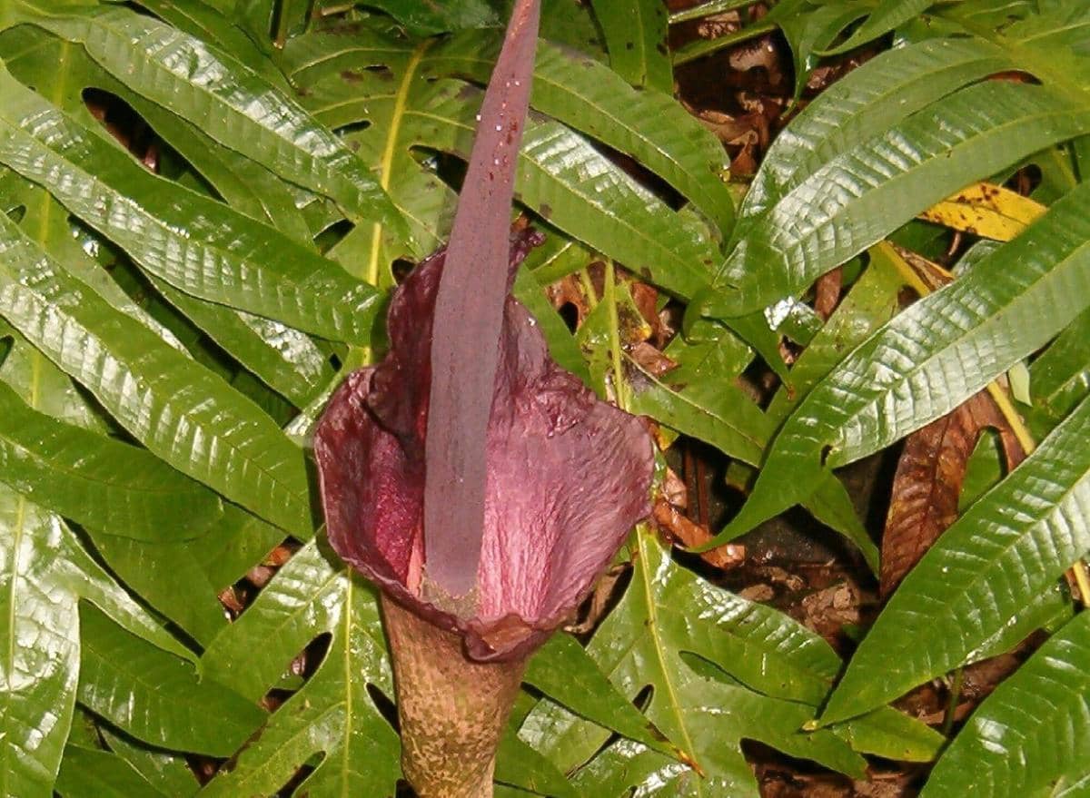 Voodoo lily