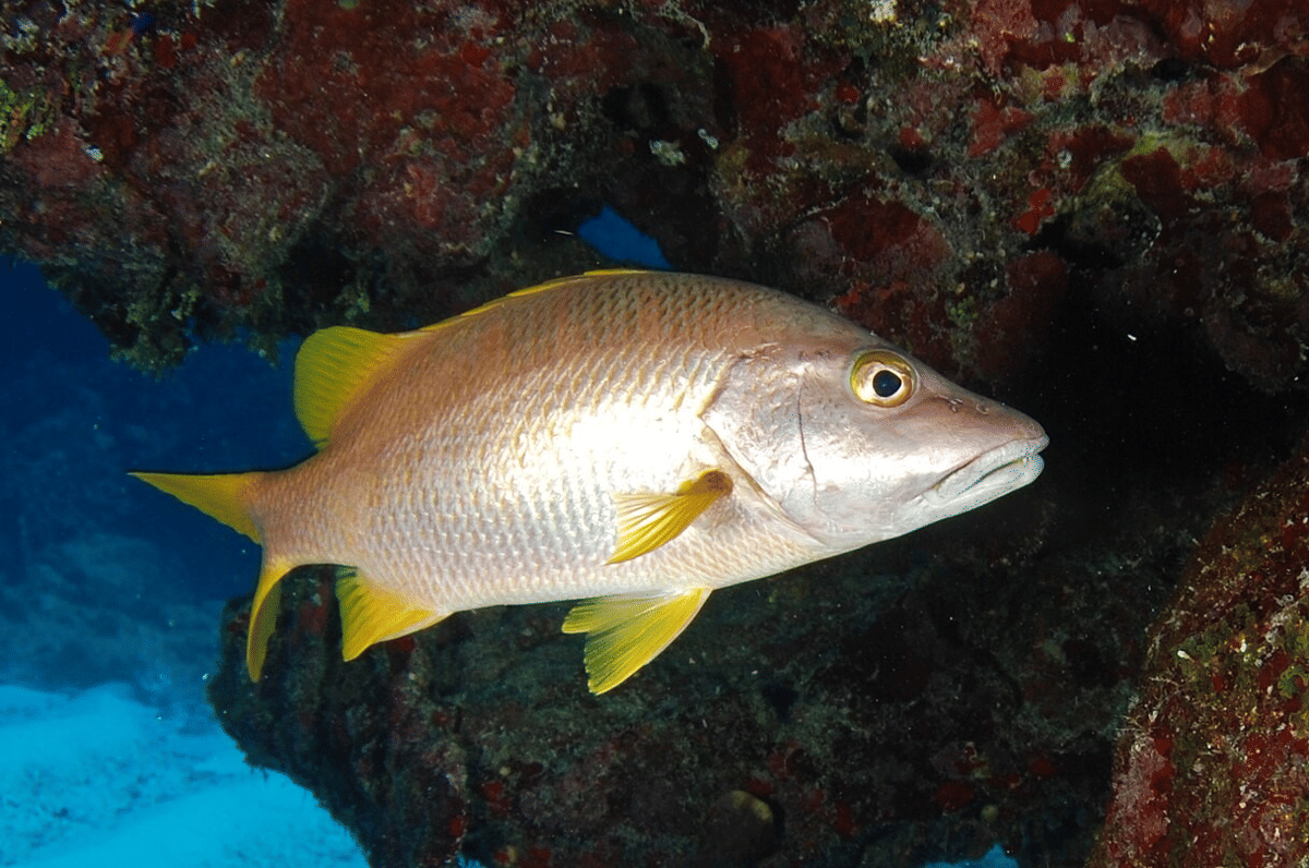 caji