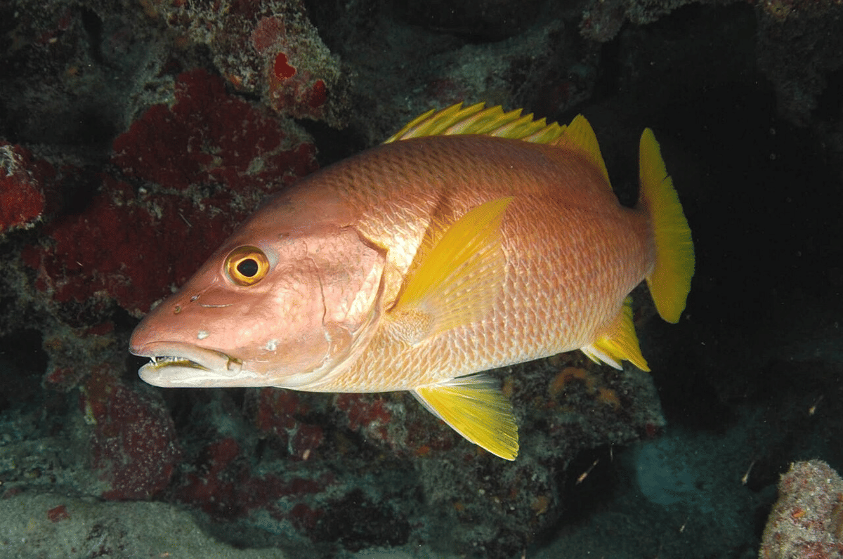 5 Fakta Unik dan Menarik Caji, Merupakan Spesies Ikan Gonochorist