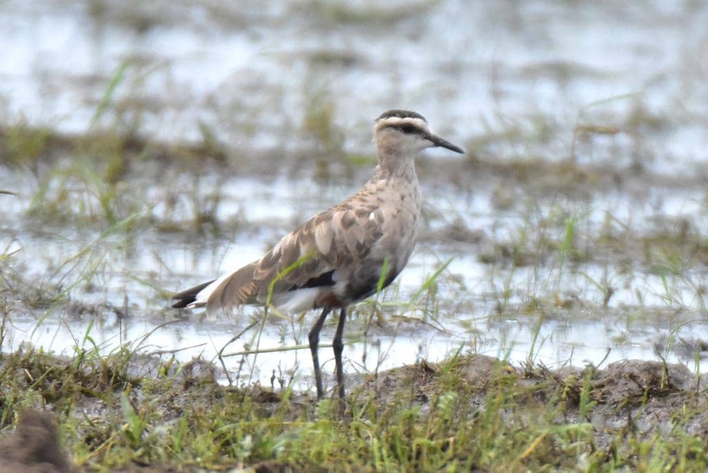 Sociable lapwing