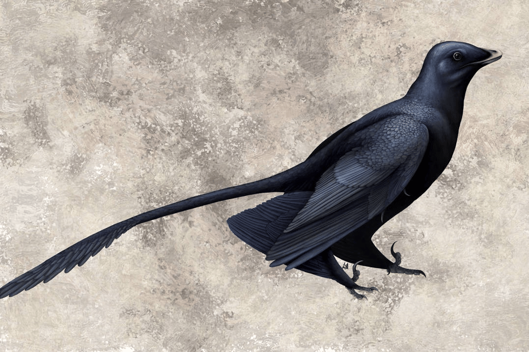 Microraptor zhaoianus