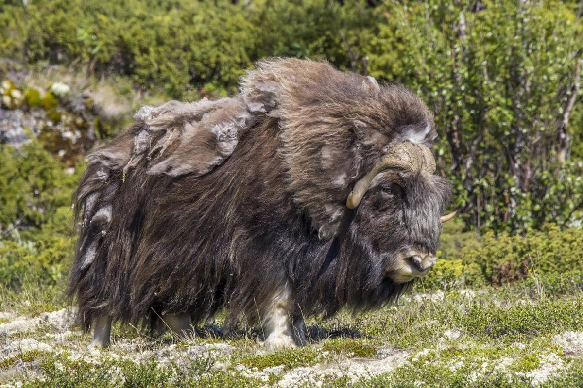 ilustrasi seekor muskox